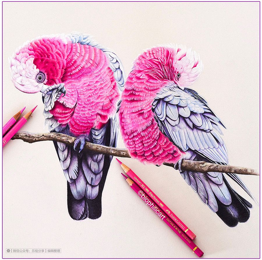 圆形牛皮纸彩铅画花鸟,彩铅画绿藤花鸟图片大全