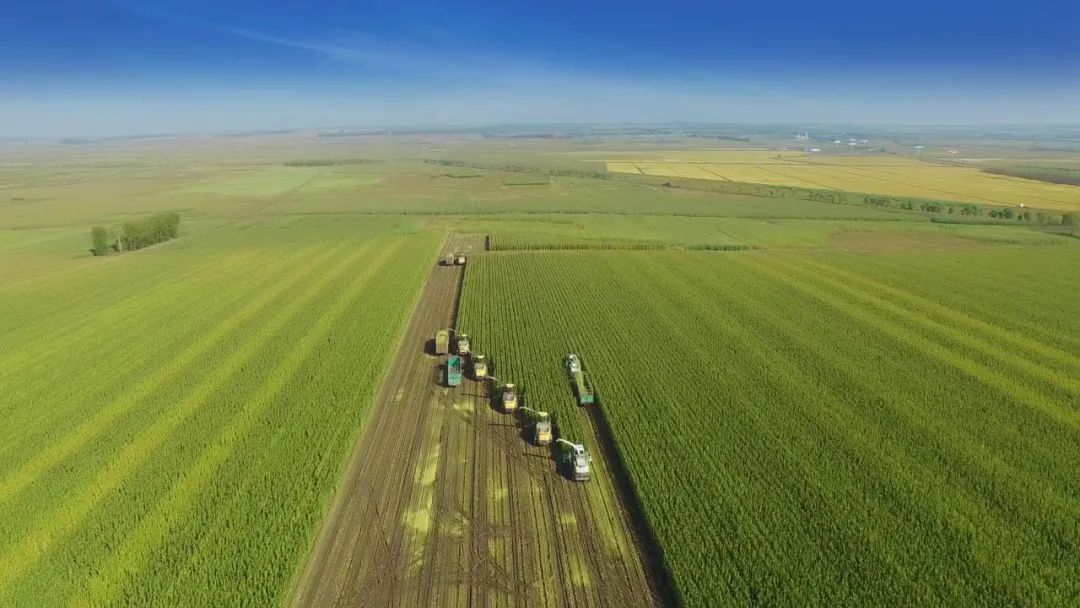 一头奶牛的自述,一头奶牛全年平均产多少斤奶