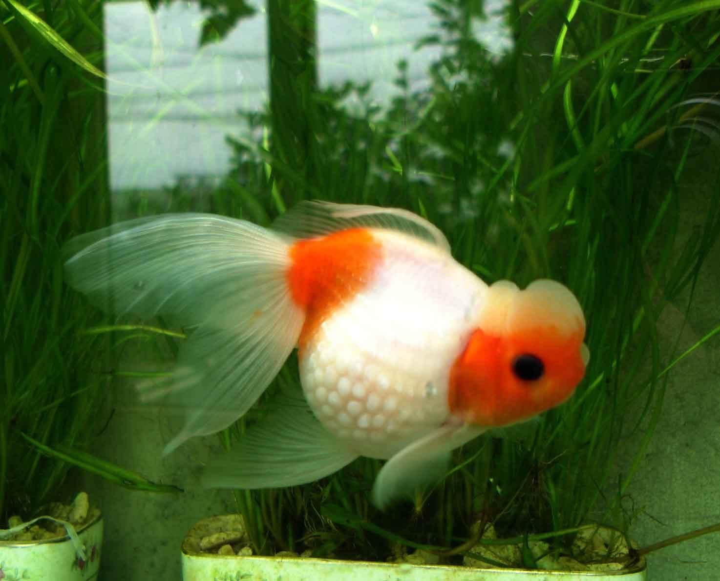 精品皮球珍珠金鱼图片,龙睛珍珠鳞金鱼