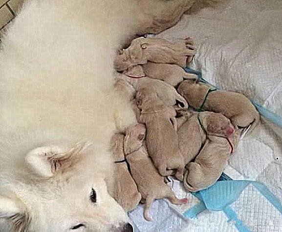 萨摩怀孕生下崽子,萨摩怀孕