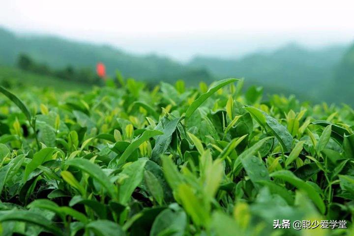 微商卖茶叶引流客源最快的方法,茶叶的微商引流技巧有哪些