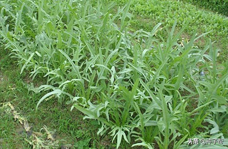 苦荬菜牧草十大品种,耐高温的饲料草有哪些