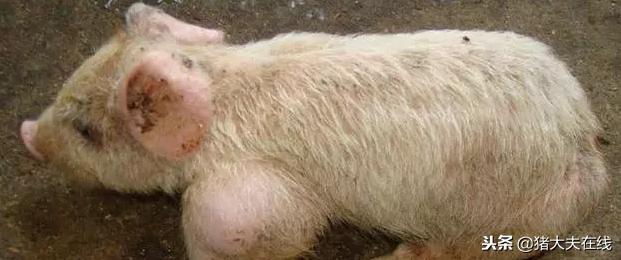 小猪腿肿用什么药？头孢配合它效果翻倍