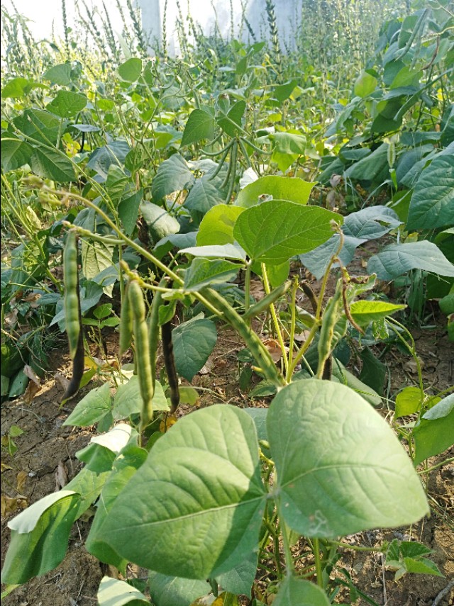 王玉：余沟初秋与老城老人