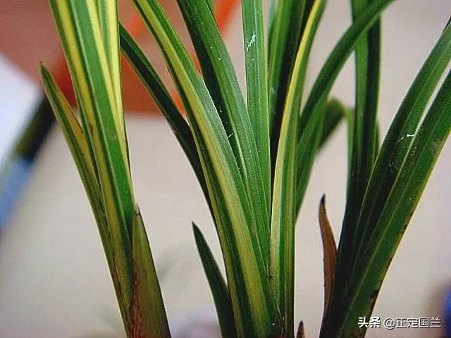 为什么兰花被称为国兰,为什么兰花又叫国兰