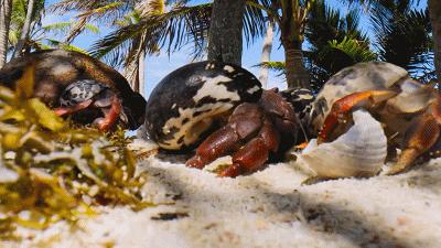 豆瓣9.6！娃刷到停不下来，还能看出人生大道理