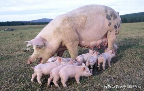 小猪拉肚子怎么办用什么方法好,小猪拉稀吃什么不拉稀