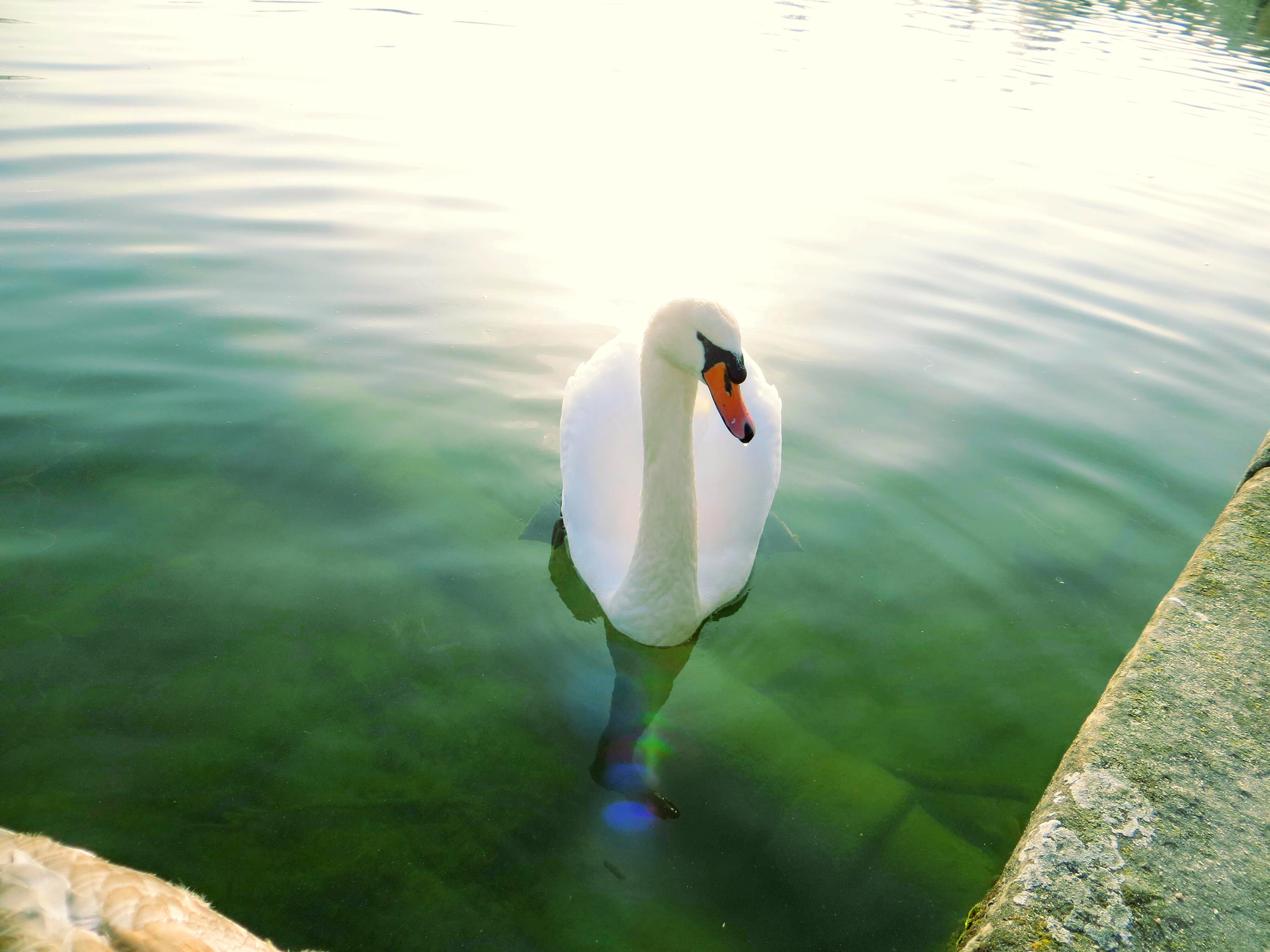 枫丹白露宫有没有拿破仑的帽子,法国枫丹白露拿破仑