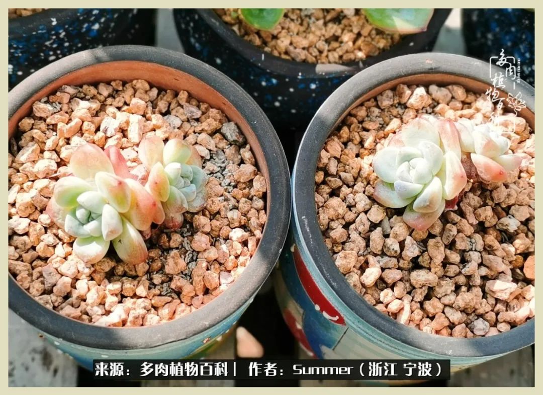 多肉小白新手入门,多肉新手上路请多指教