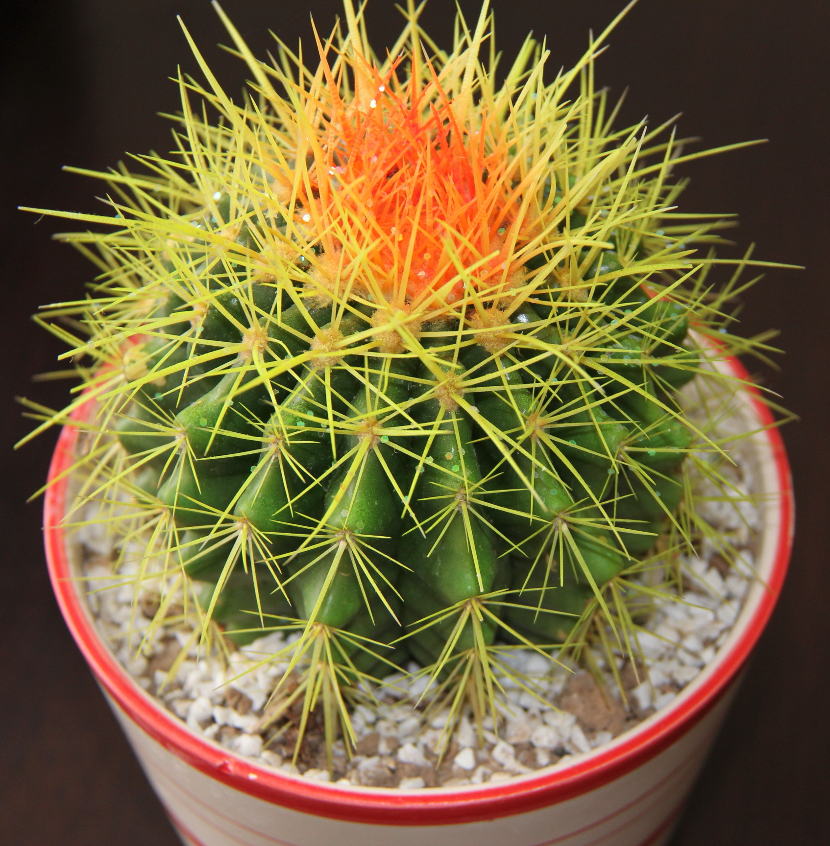 品种大全丨30个仙人球品种图鉴，每个都可爱肉萌到想要全部搬回家