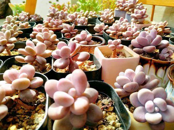 桃蛋如何把叶子养圆,桃蛋怎么养才能胖嘟嘟粉嘟嘟的