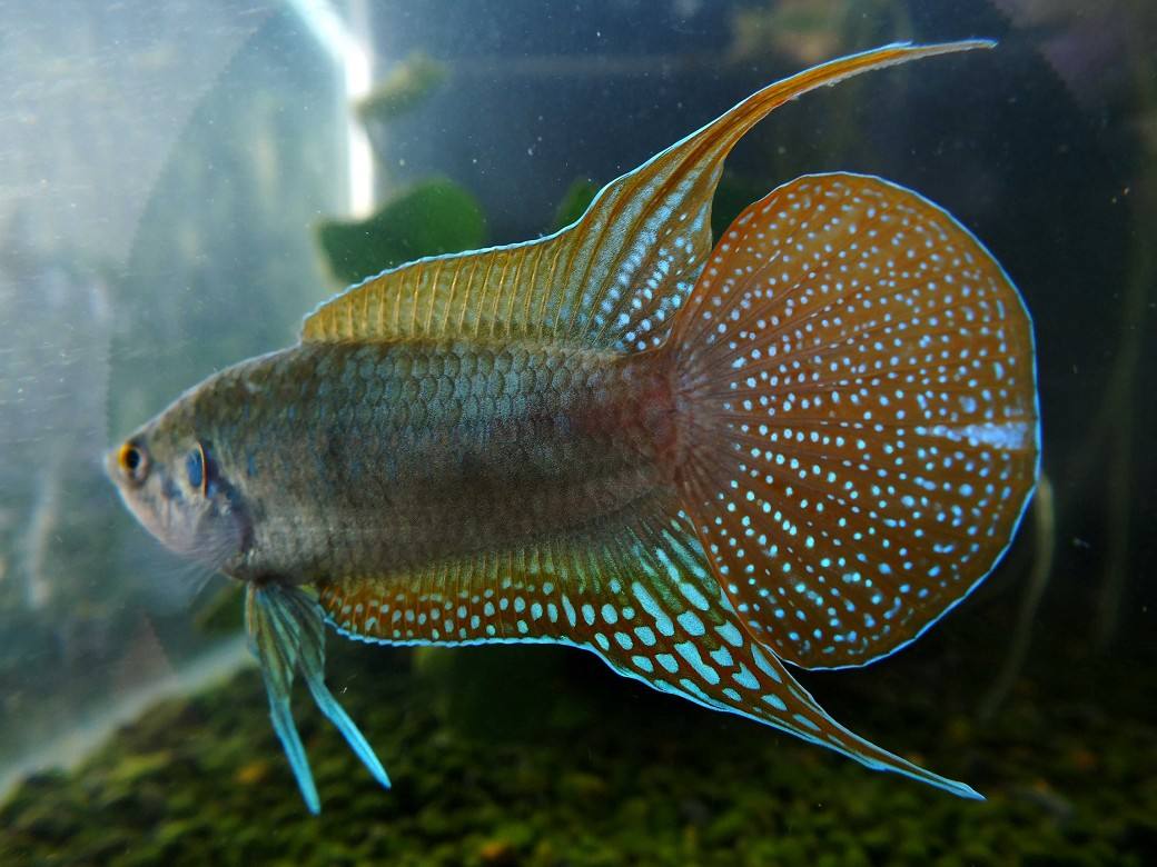 观赏鱼的种类有哪几种 (观赏鱼的种类都有哪些)