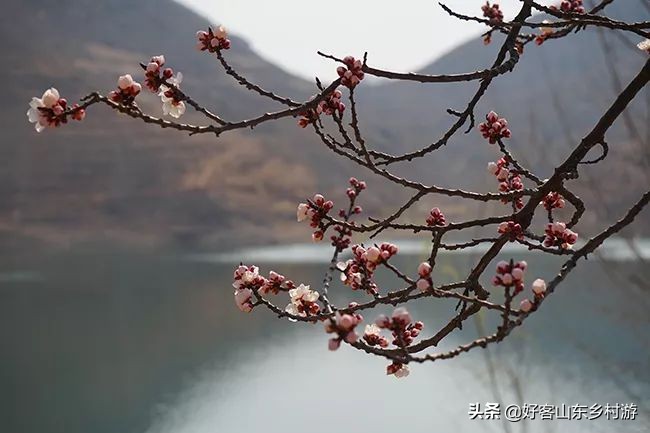 济南春季赏花自驾,济南踏青赏花新模式
