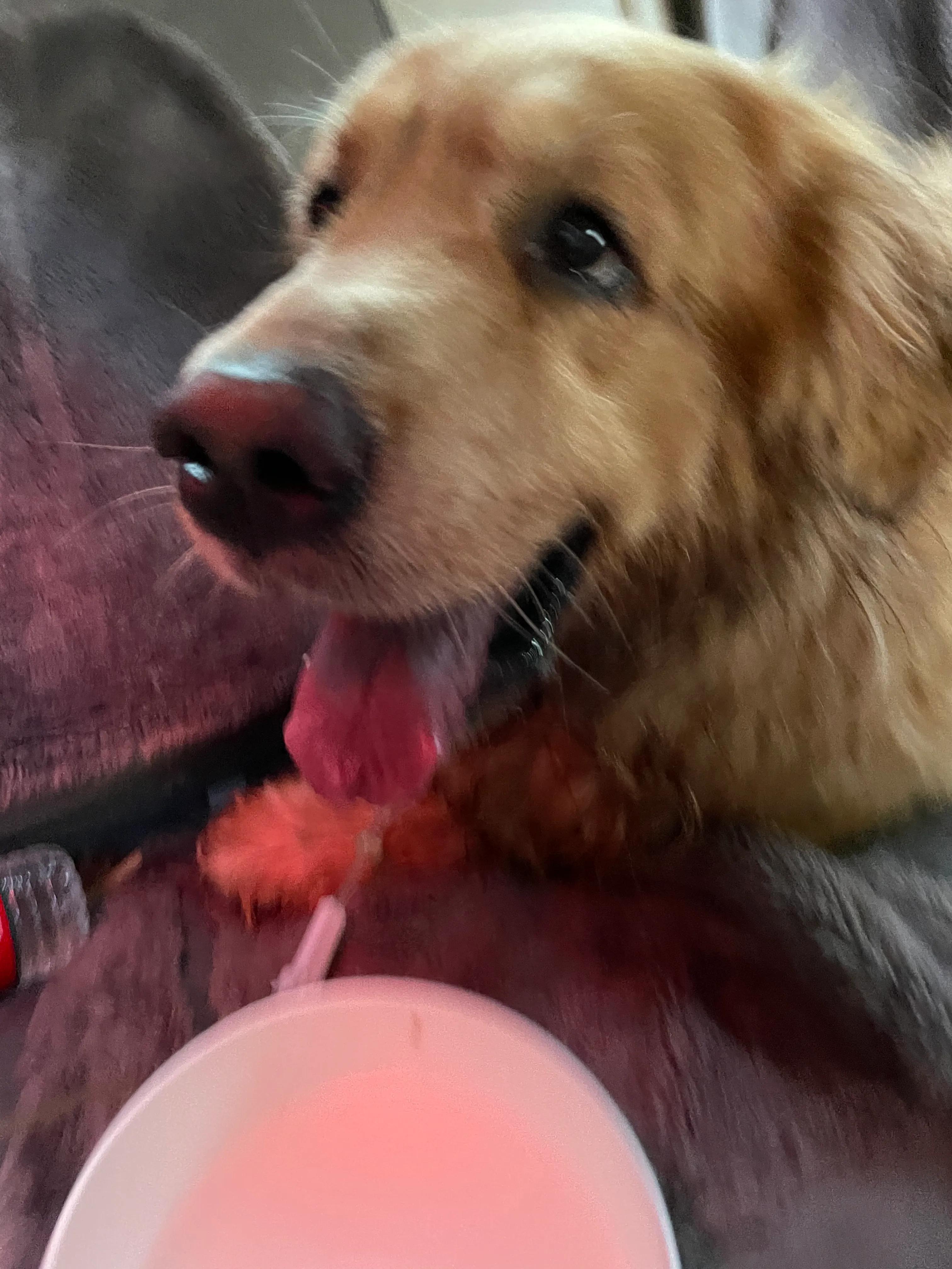 金毛中暑一下子就死了,夏天如何防止金毛中暑