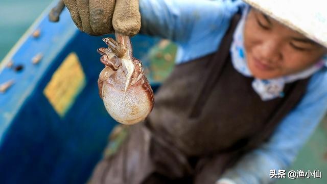 章鱼八爪鱼鱿鱼墨鱼乌贼怎么区分,一张图鱿鱼章鱼八爪鱼墨鱼的区别