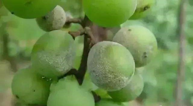 葡萄白粉病发病适宜温度是多少,高温天气葡萄软花怎么办