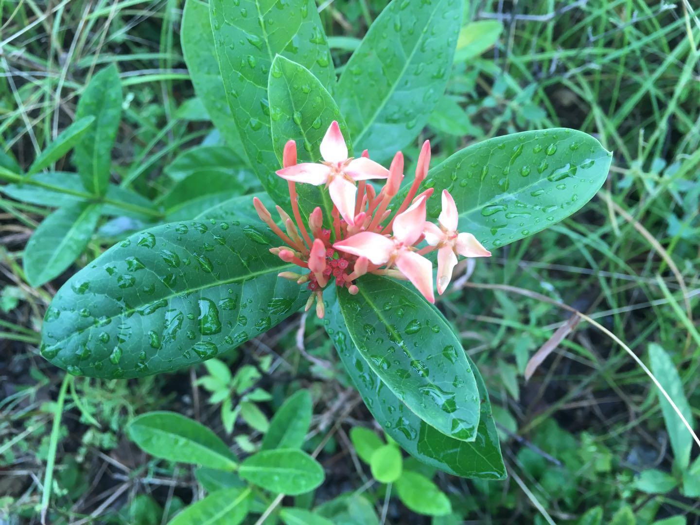 龙船花怎么养护修剪视频,龙船花冬天可以修剪吗示意图