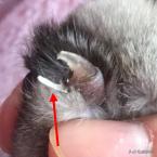 每天15分钟，医生手把手教你做17项猫咪全身检查