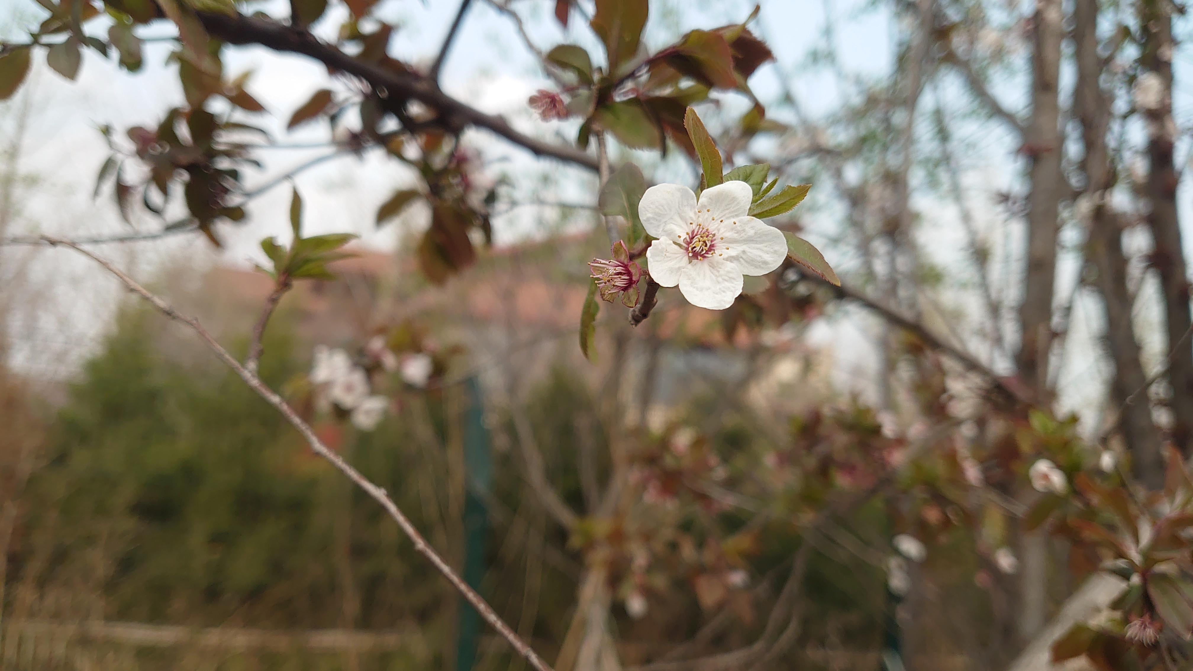 索尼微单手机xperia5i,索尼xperia5ii深度评测