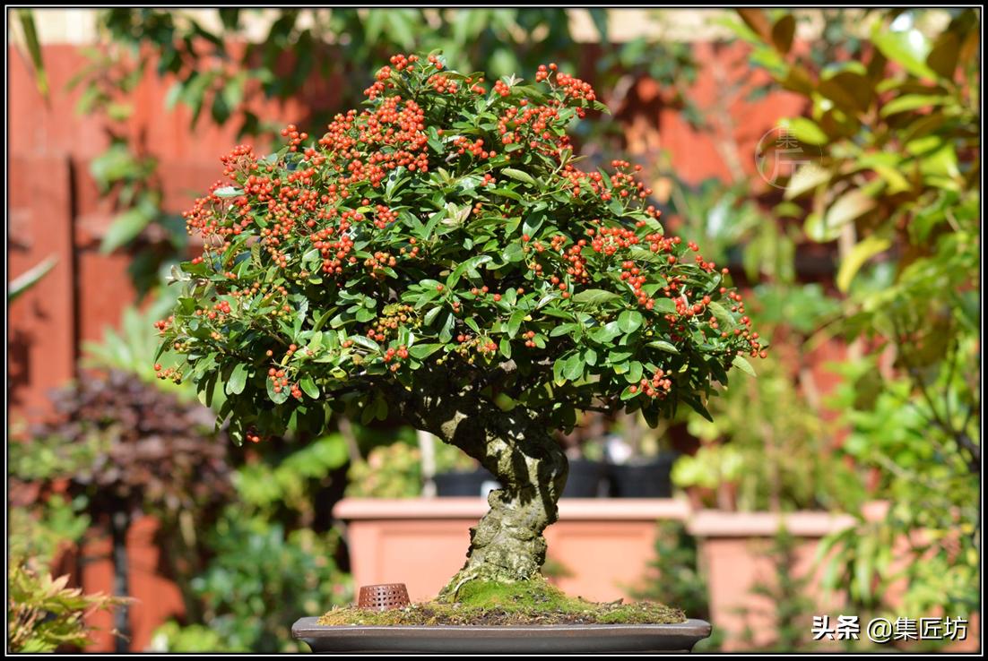 盘点五大树桩盆景流派和常用树种,盆景初学者种什么好