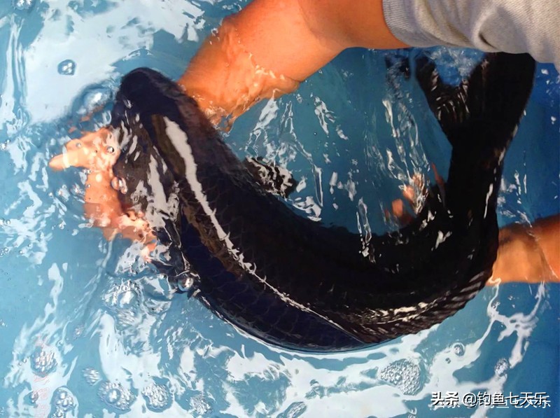 广东钓友钓获“黑鲤鱼”，浑身乌黑发亮！网友戏称：非洲来的