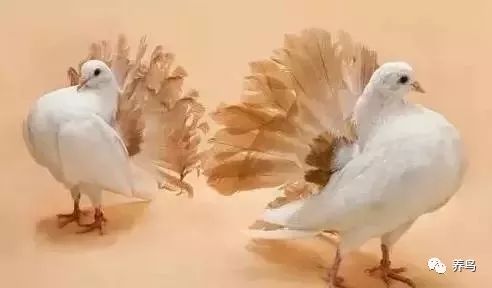 观赏鸟类排名,十大好看的观赏鸟排名榜