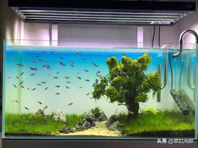 草缸造景新手入门,造景为什么一定要沉木或者杜鹃根