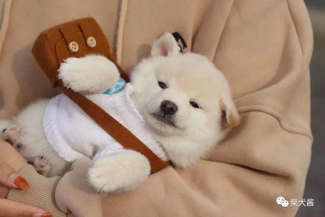 柴犬最便宜价格在多少左右,柴犬价位最便宜多少钱