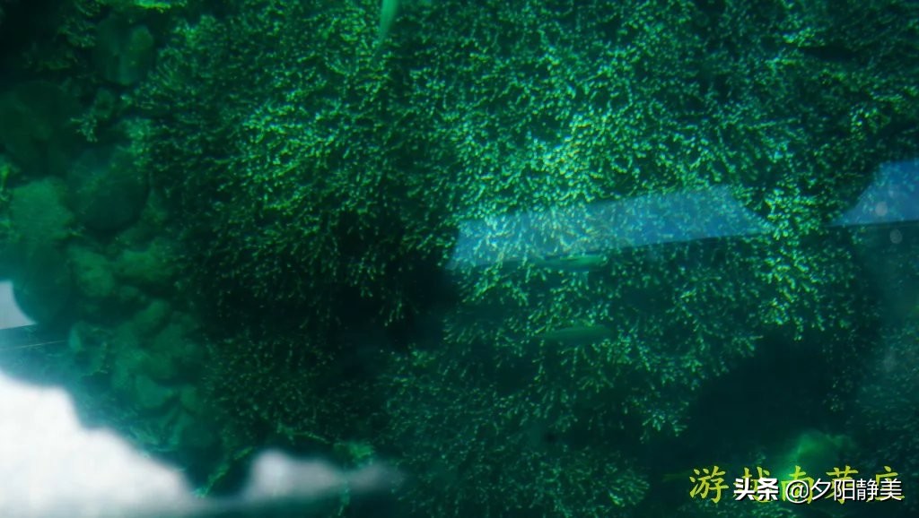 游越南视频,越南黑岛玩浮潜