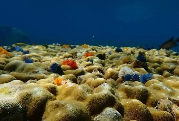 鲁滨逊漂流记荒岛生存指南,鲁滨逊漂流记惊险刺激及求生方法