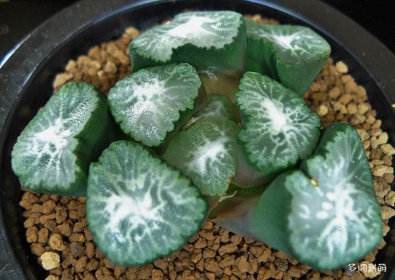 多肉玉露寿的品种图鉴,多肉植物欣赏