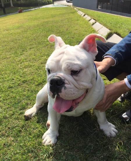 为什么很多人养外国犬种,英国斗牛犬为什么禁养