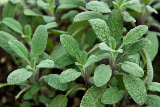 瑭碧香事|采一束香草，熏一段时光