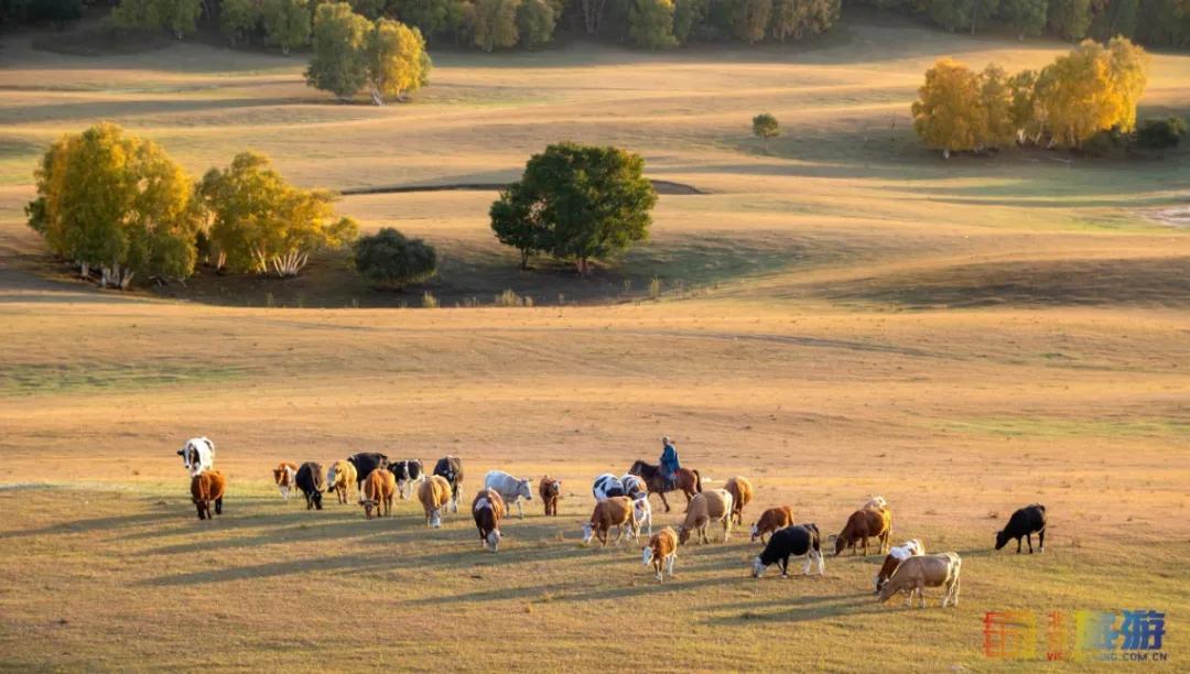一到秋天，这里就美成了金色天堂！全世界独一份！