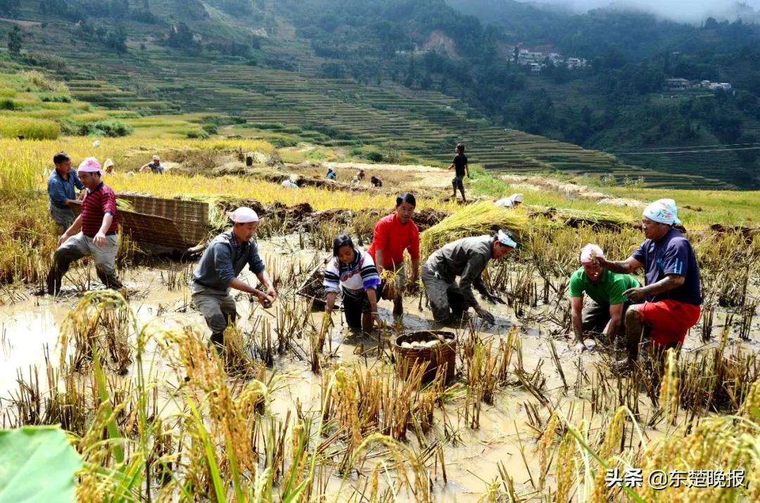 元阳梯田脱贫,红河哈尼族彝族自治州扶贫