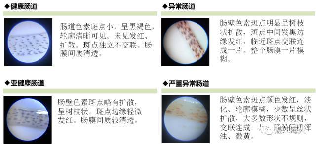 对虾的养殖技术资料大全,对虾绝症