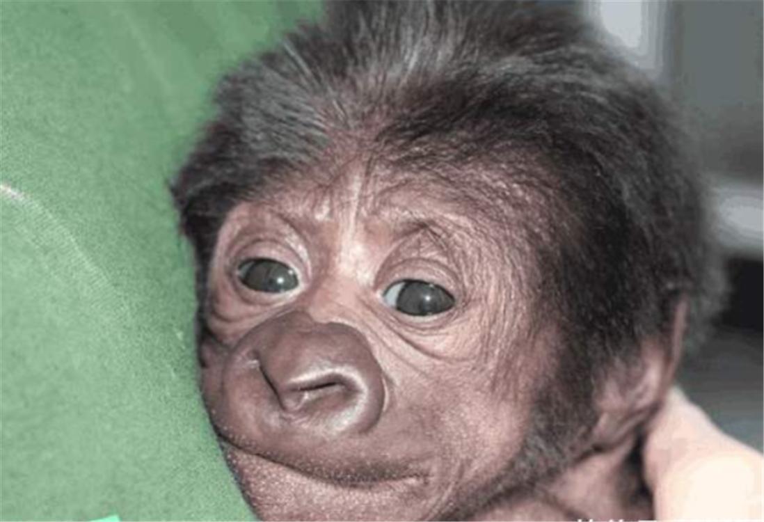 人类和猩猩有共同祖先吗,人类和大猩猩基因相似的原因