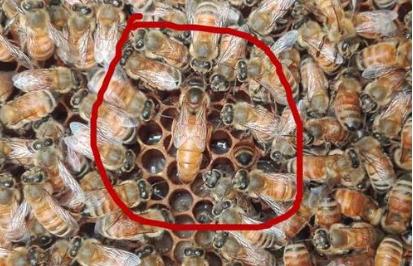 失王群有急造王台之后应怎么处理,失王群如何介入新蜂王台