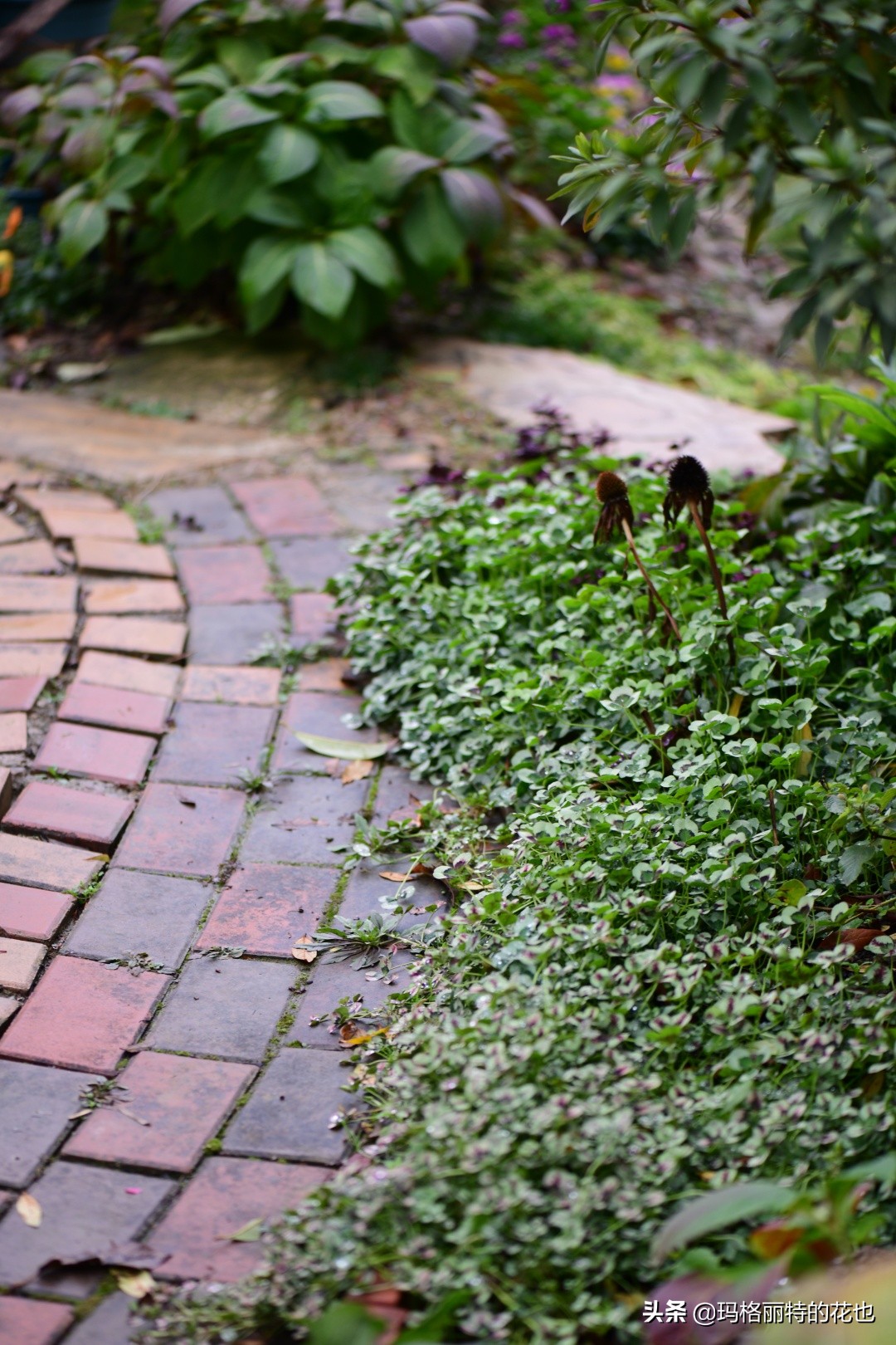 河马花园植物大全,荷马花园的月季