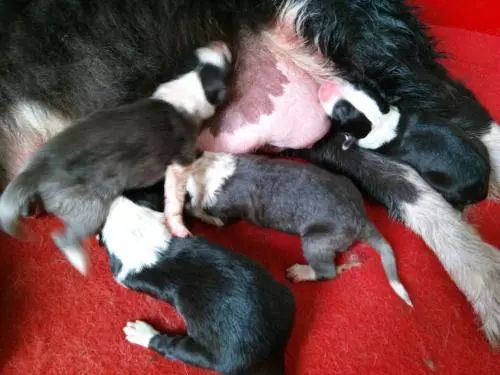 主人怀孕狗狗注意事项,孕犬产前注意事项