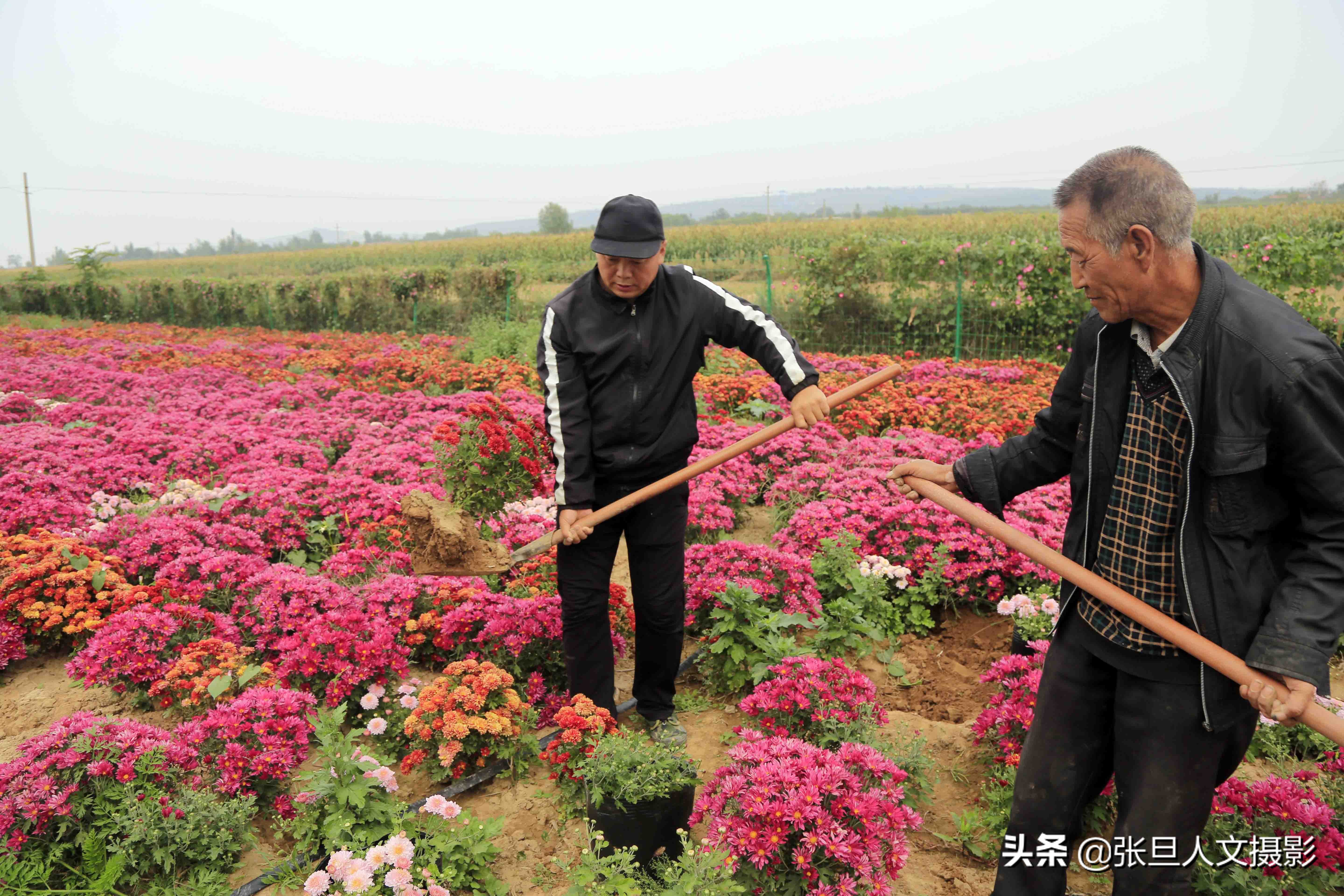 自家200多亩菊花种植基地,菊花种植一亩真实利润山西