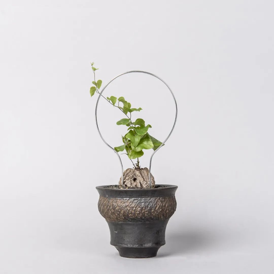 金盆洗手吧，植物杀手们