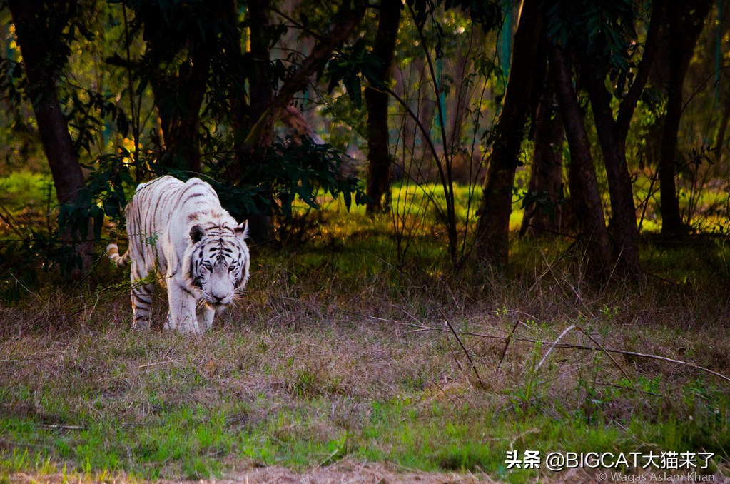 吃太多养不起了！疫情之下，巴铁某动物园一口气“贱卖”14头狮子