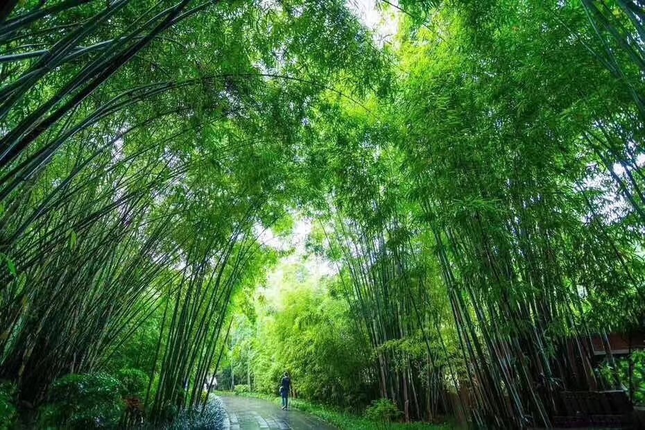 绿韵泉竹酒图片,绿韵泉活竹酒洛宁