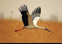 信阳保护动物有哪些,信阳有什么特有动物