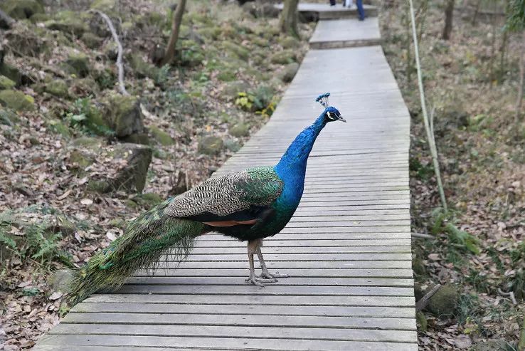 盱眙铁山寺住宿攻略,玩转铁山寺