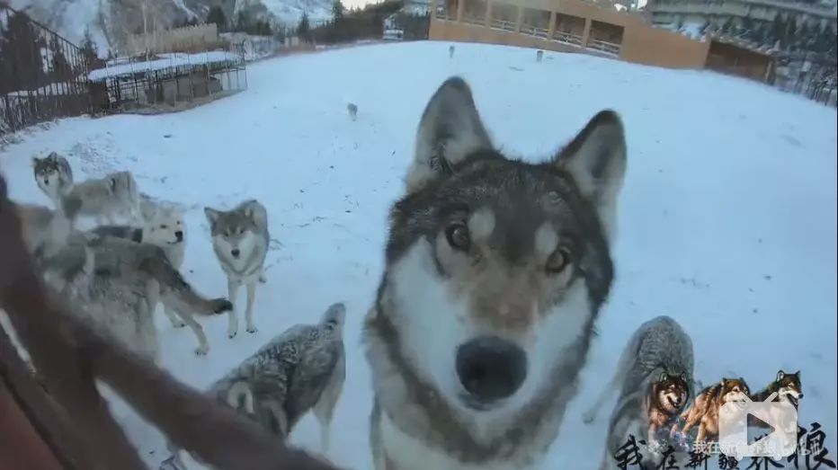 养狼disco：我在*疆新**，把狼养成了哈士奇