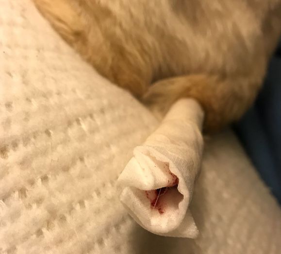 猫咪疯狂啃咬尾巴至出血，诊断后竟是得了抑郁症…