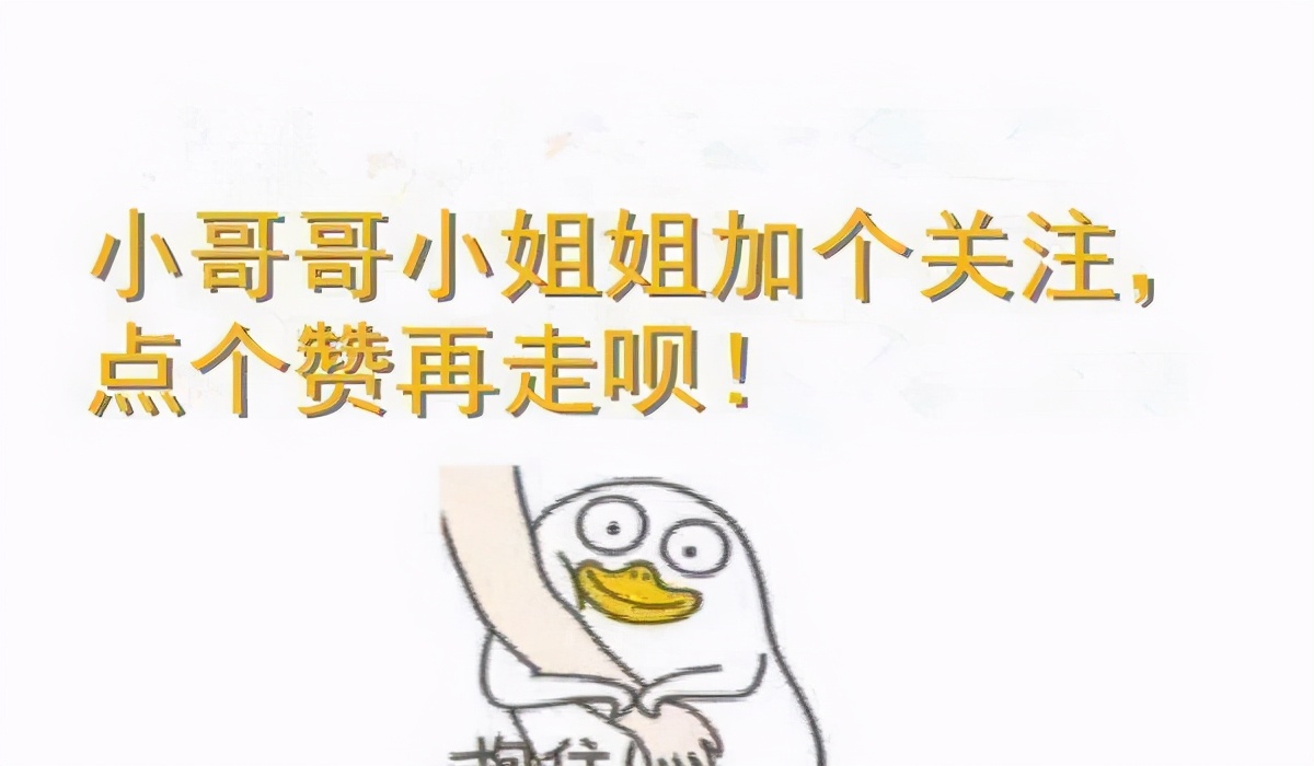 温柔的缅因猫巨人,神仙颜值般的猫咪缅因猫