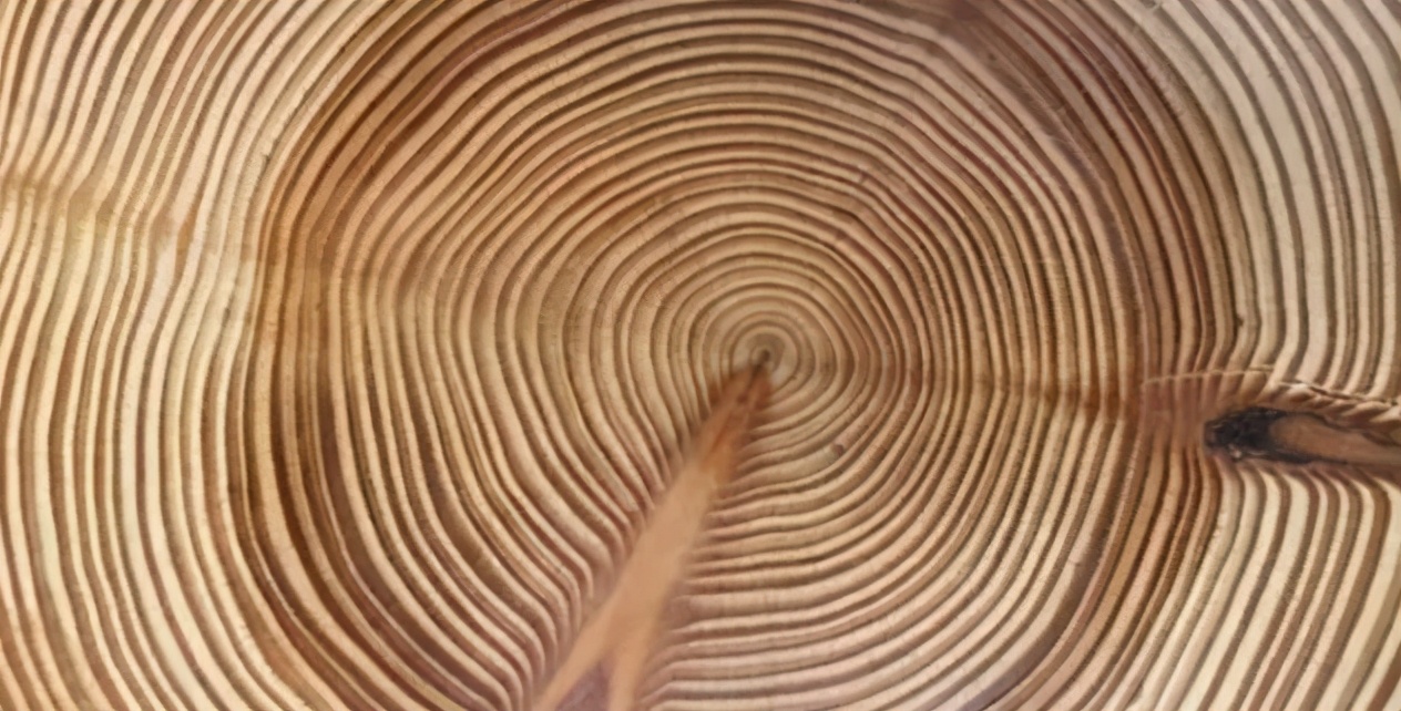 原木和枫木的区别,硬枫木和枫木有什么区别